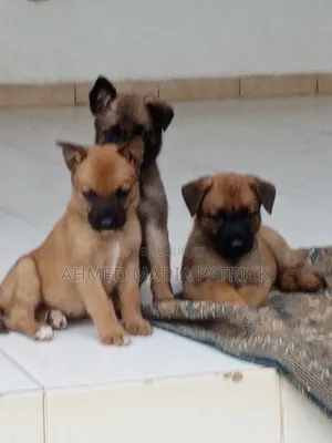 0-1 mois Femme Race mixte Belgian Malinois