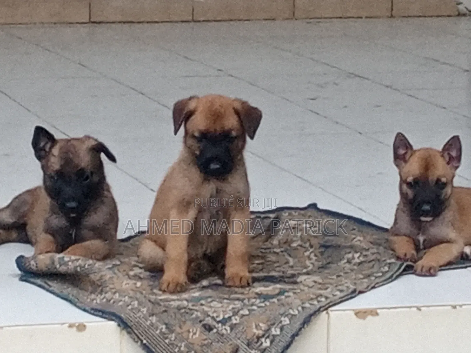 0-1 mois Femme Race mixte Belgian Malinois