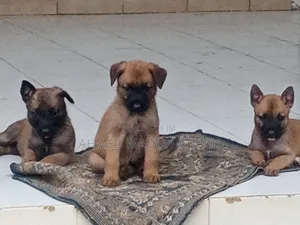 0-1 mois Femme Race mixte Belgian Malinois