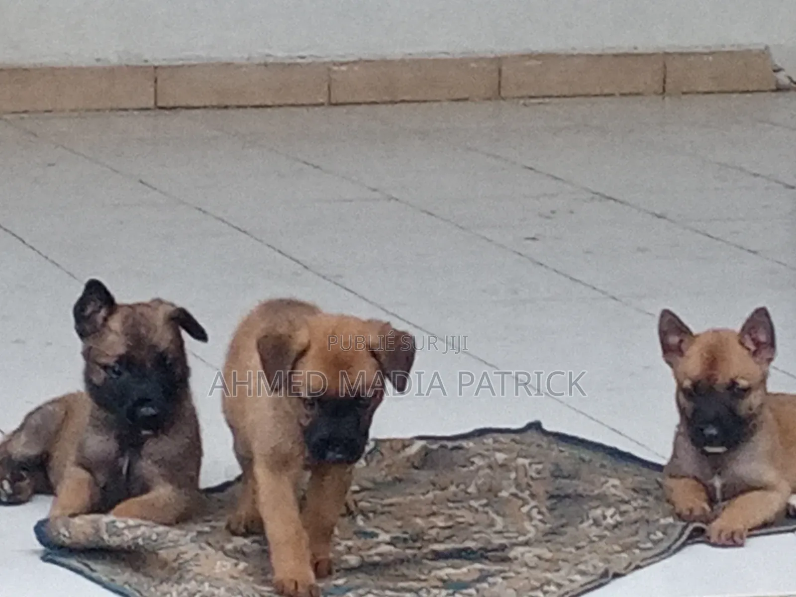 0-1 mois Femme Race mixte Belgian Malinois
