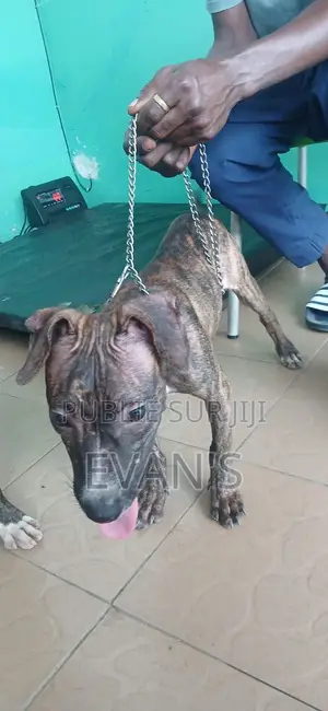 3-6 mois Homme Pure race American Pit Bull Terrier