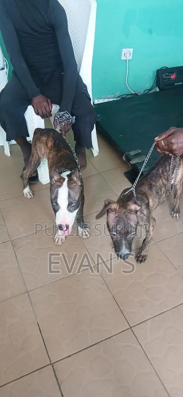 3-6 mois Femme Pure race American Pit Bull Terrier