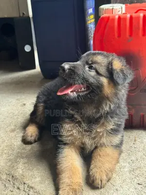 1-3 mois Homme Pure race Belgian Sheepdog