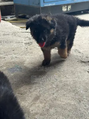 1-3 mois Femme Pure race Belgian Sheepdog