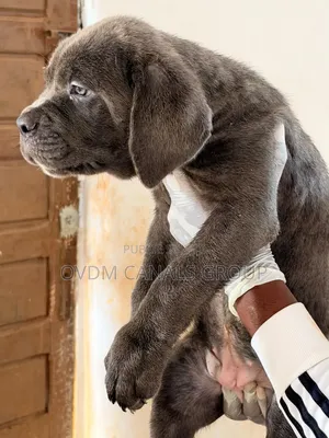1-3 mois Homme Pure race Cane Corso