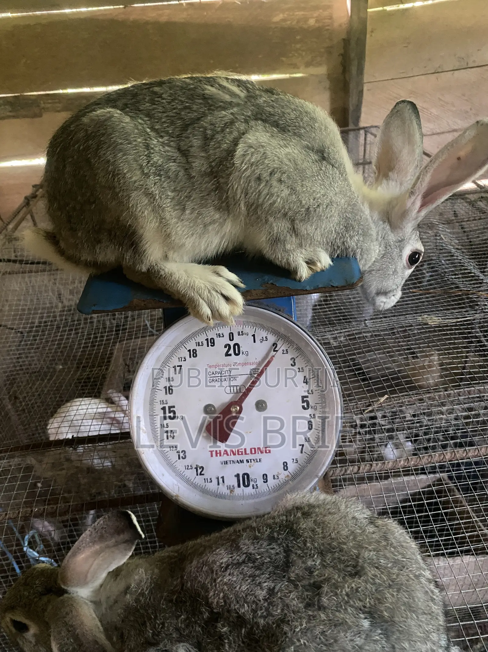 Lapin Mâle Pour La Reproduction