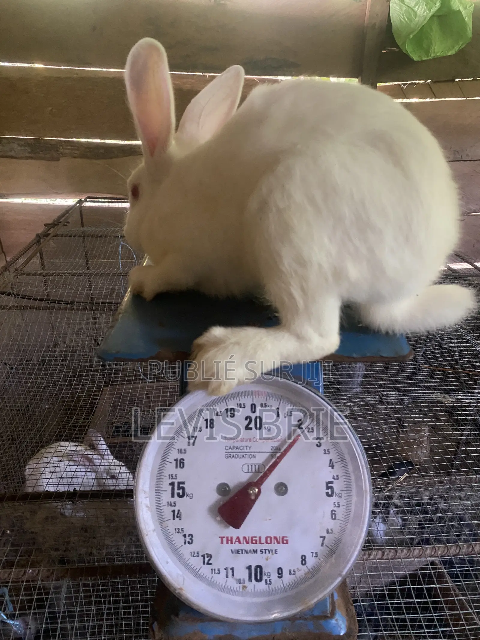 Lapin Mâle Pour La Reproduction