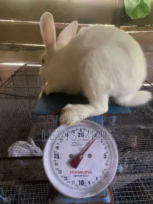 Lapin Mâle Pour La Reproduction