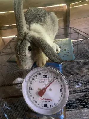 Lapin Mâle Pour La Reproduction