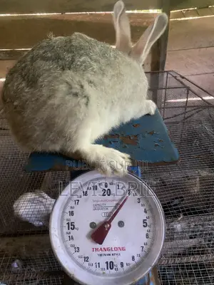 Lapin Mâle Pour La Reproduction