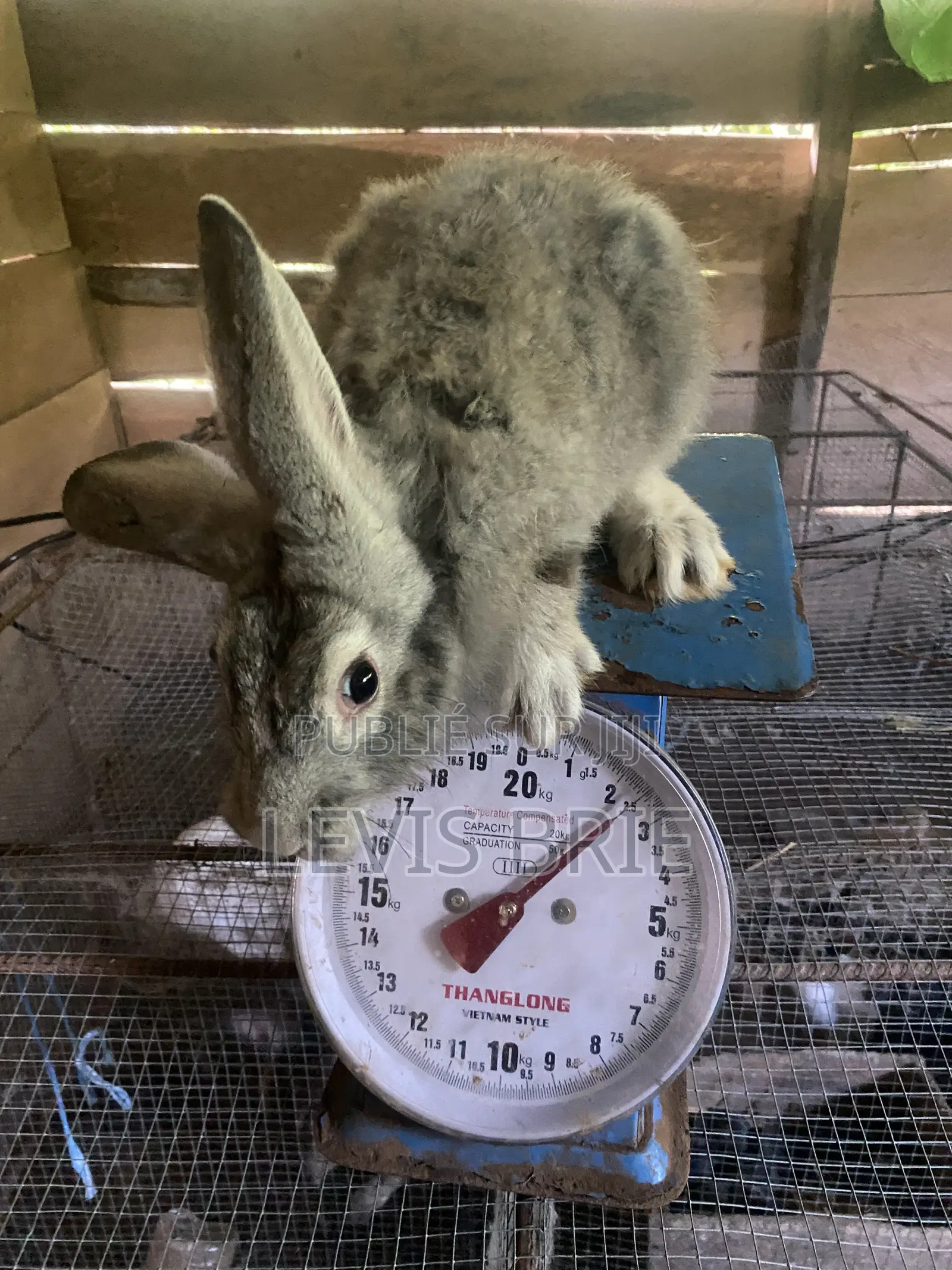 Lapin Mâle Pour La Reproduction
