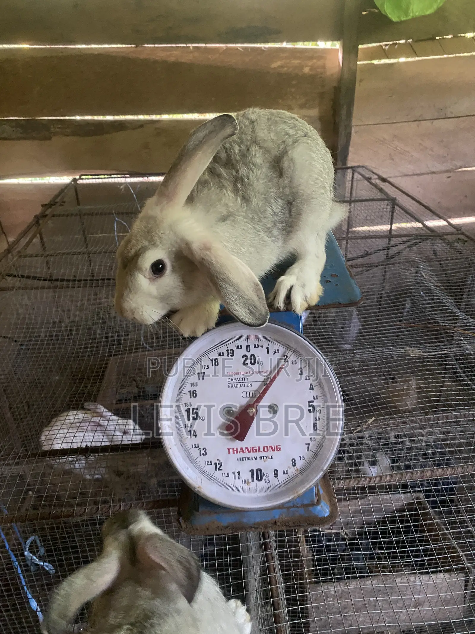 Lapin Mâle Pour La Reproduction