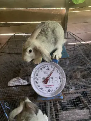 Lapin Mâle Pour La Reproduction
