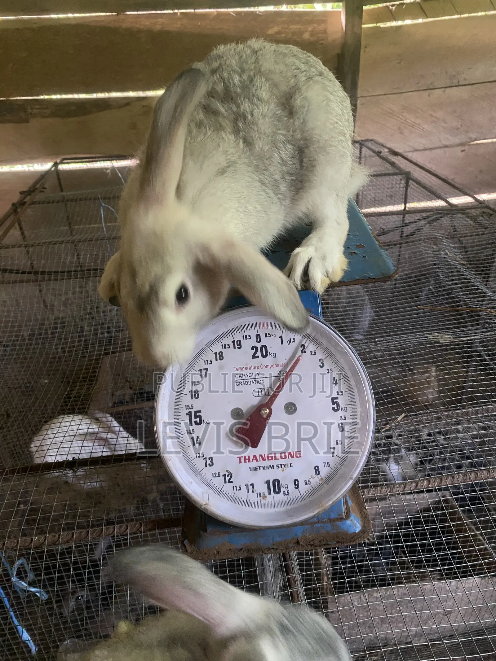 Lapin Mâle Pour La Reproduction