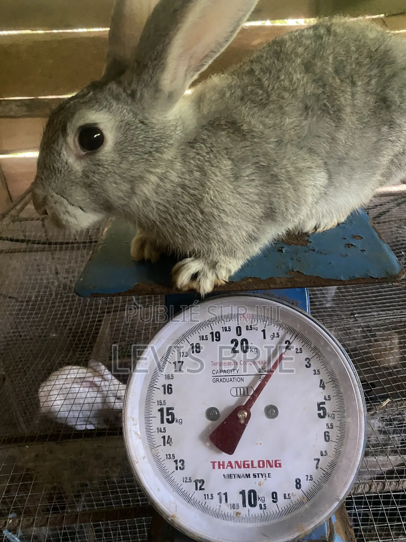 Lapin Mâle Pour La Reproduction