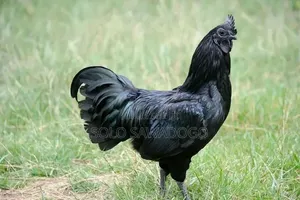 Poulet De Chair Frais 1,5kg - Divo - Livraison Rapide