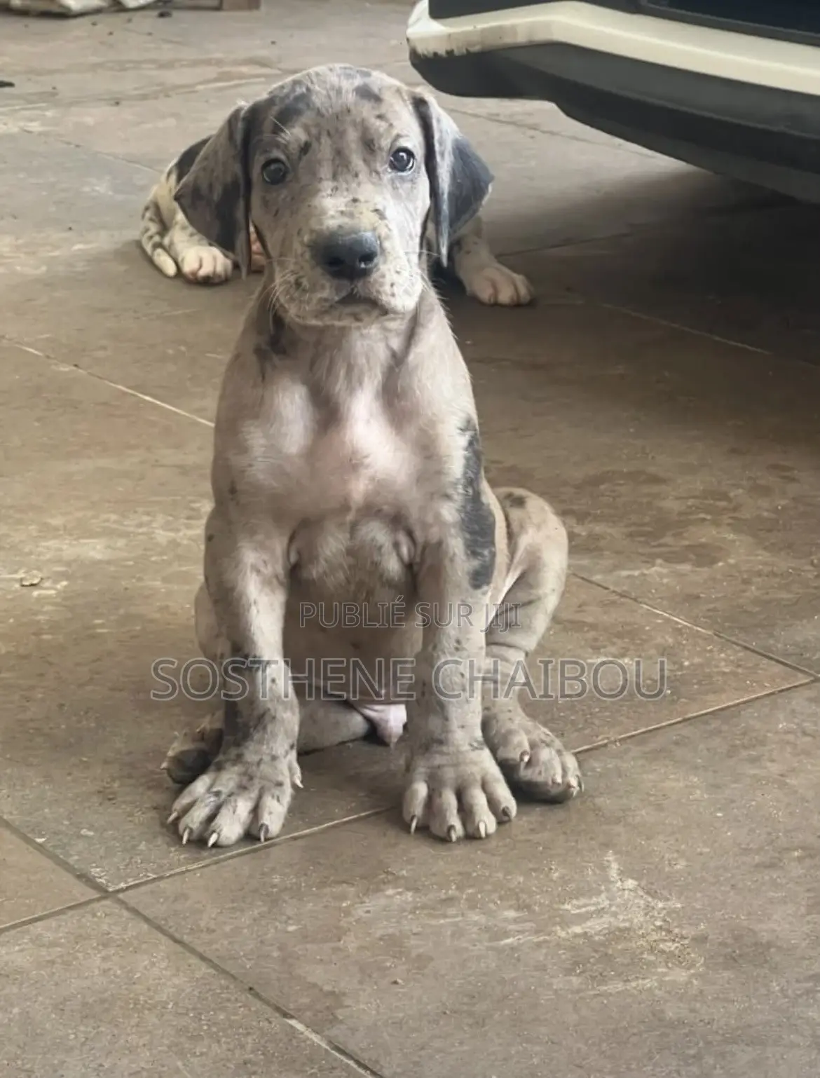1-3 mois Homme Pure race Great Dane