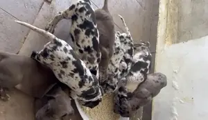 1-3 mois Homme Pure race Great Dane