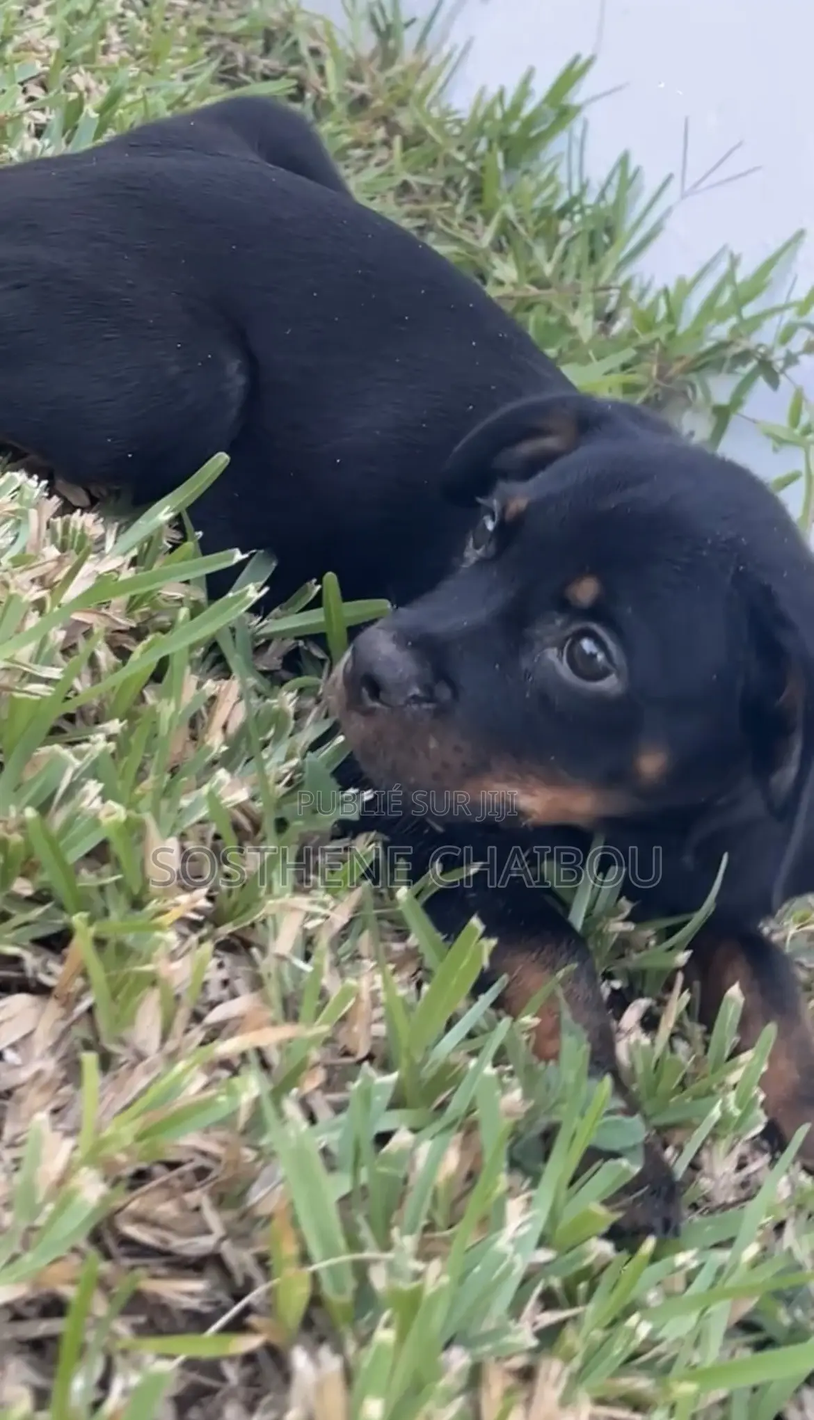 1-3 mois Homme Pure race Rottweiler