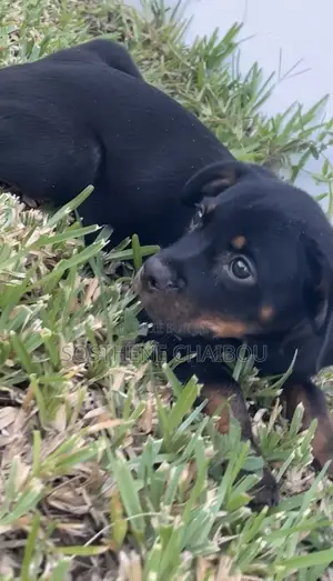 1-3 mois Homme Pure race Rottweiler
