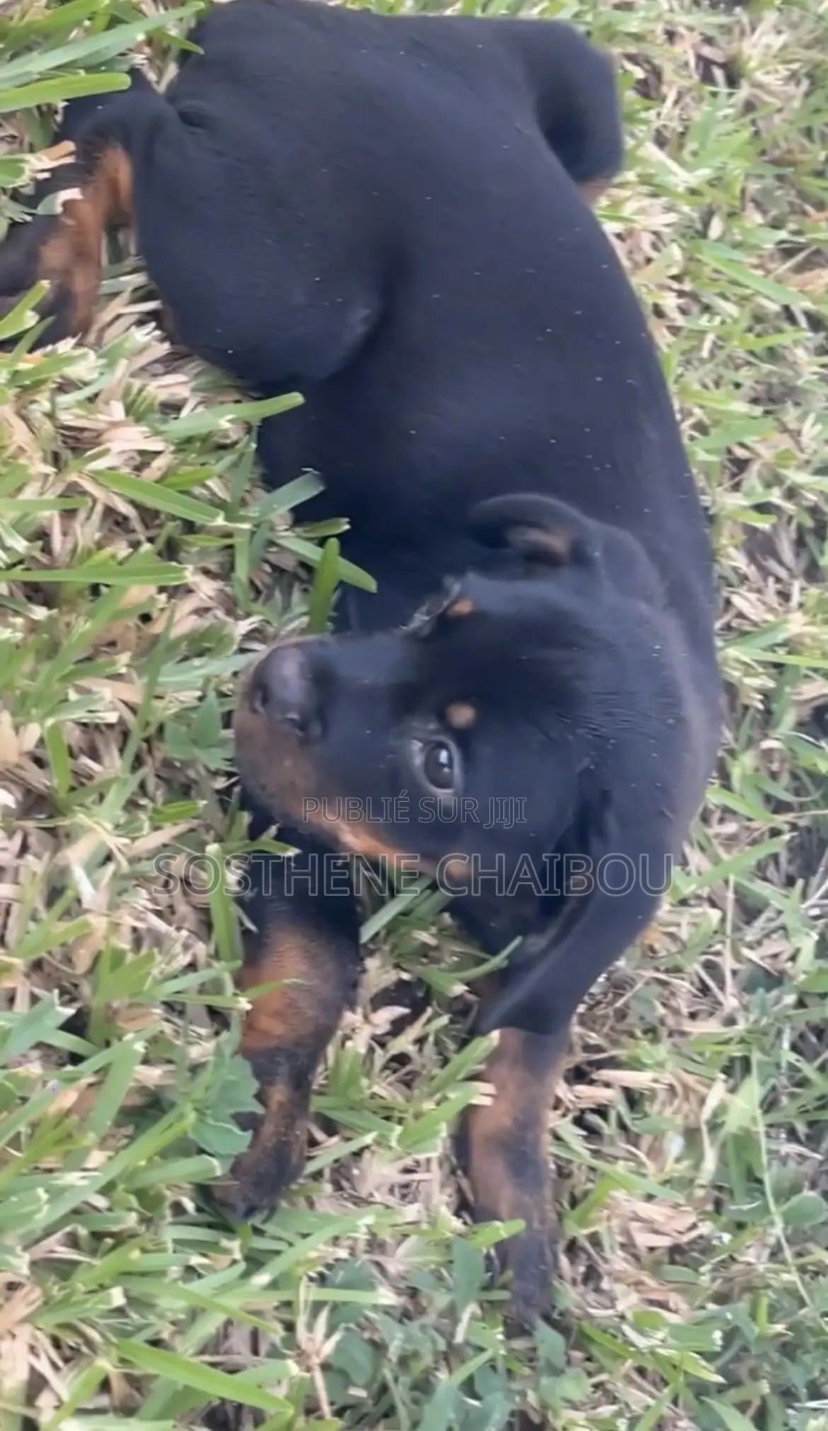 1-3 mois Homme Pure race Rottweiler