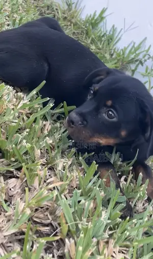 1-3 mois Homme Pure race Rottweiler