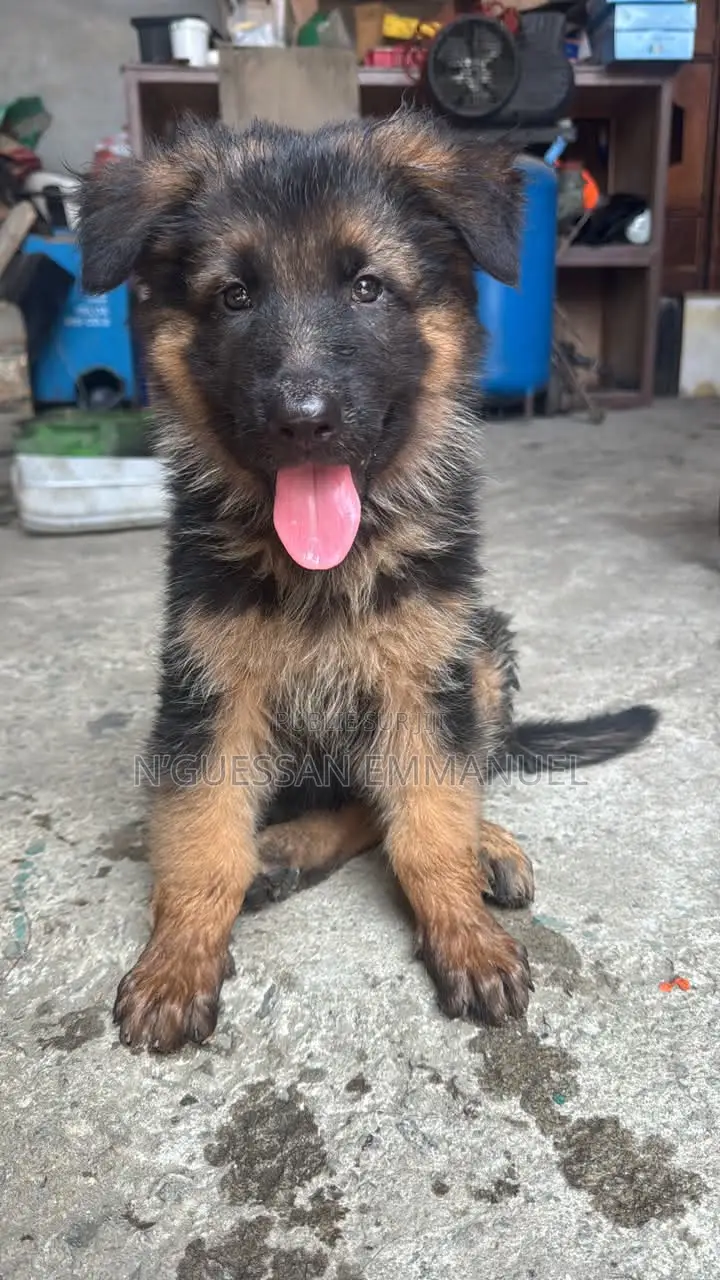 1-3 mois Homme Pure race German Shepherd