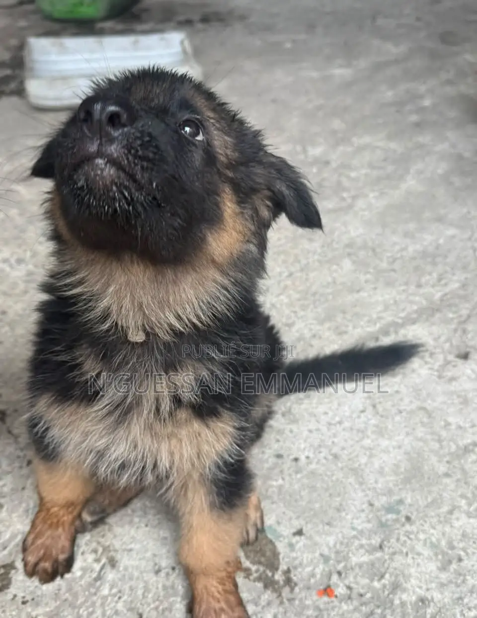 1-3 mois Homme Pure race German Shepherd