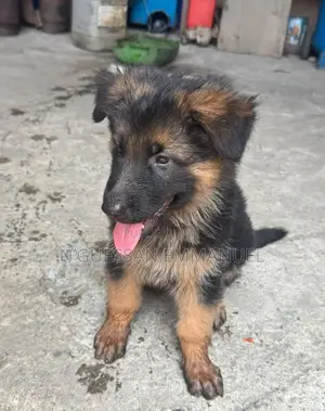 1-3 mois Homme Pure race German Shepherd