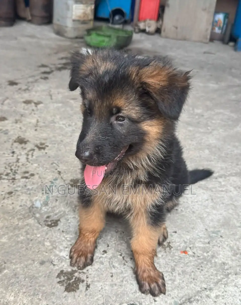 1-3 mois Homme Pure race German Shepherd