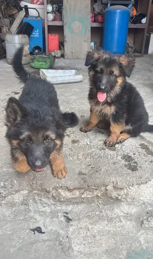 1-3 mois Homme Pure race German Shepherd