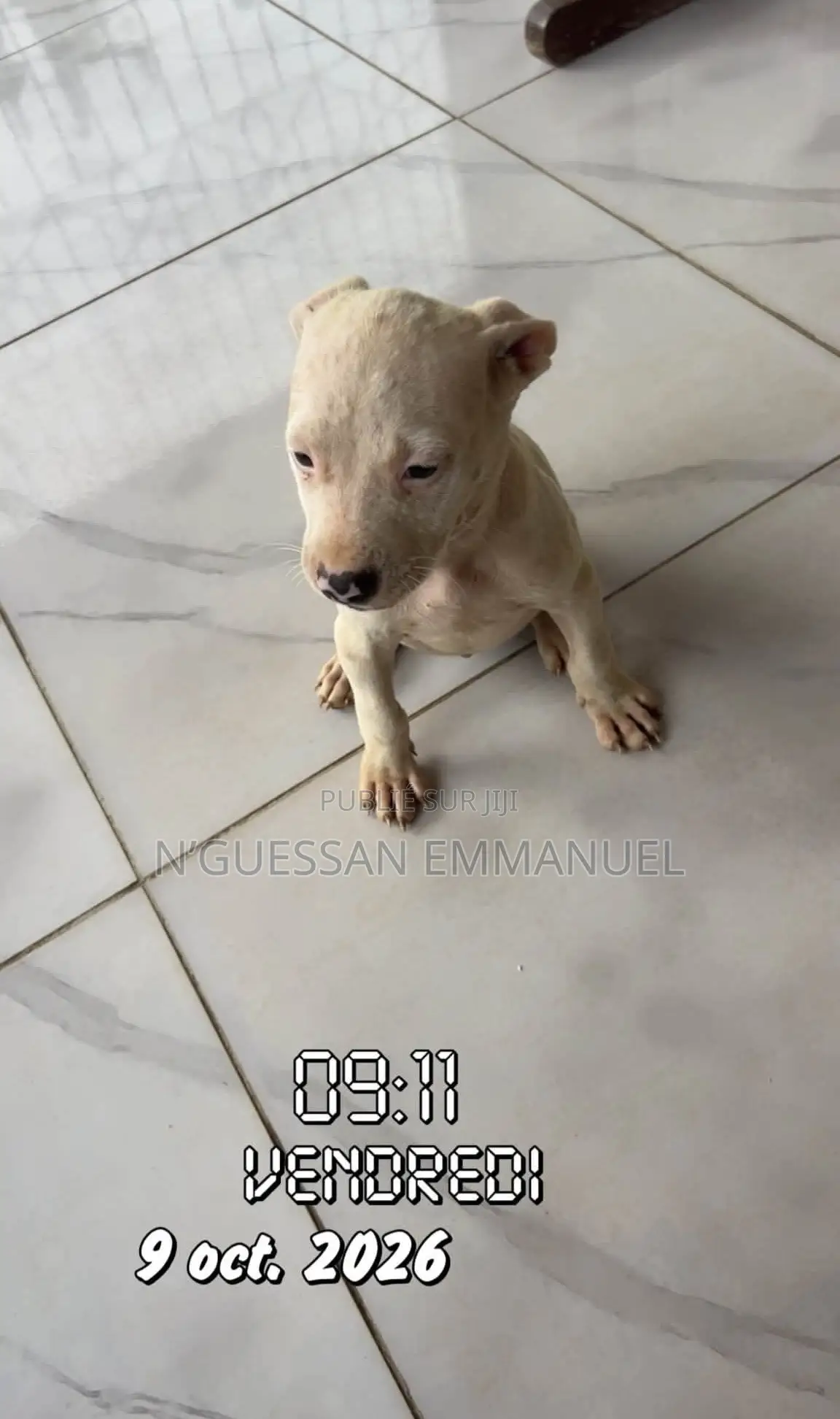 1-3 mois Homme Pure race American Pit Bull Terrier