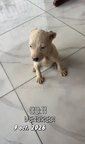 1-3 mois Homme Pure race American Pit Bull Terrier