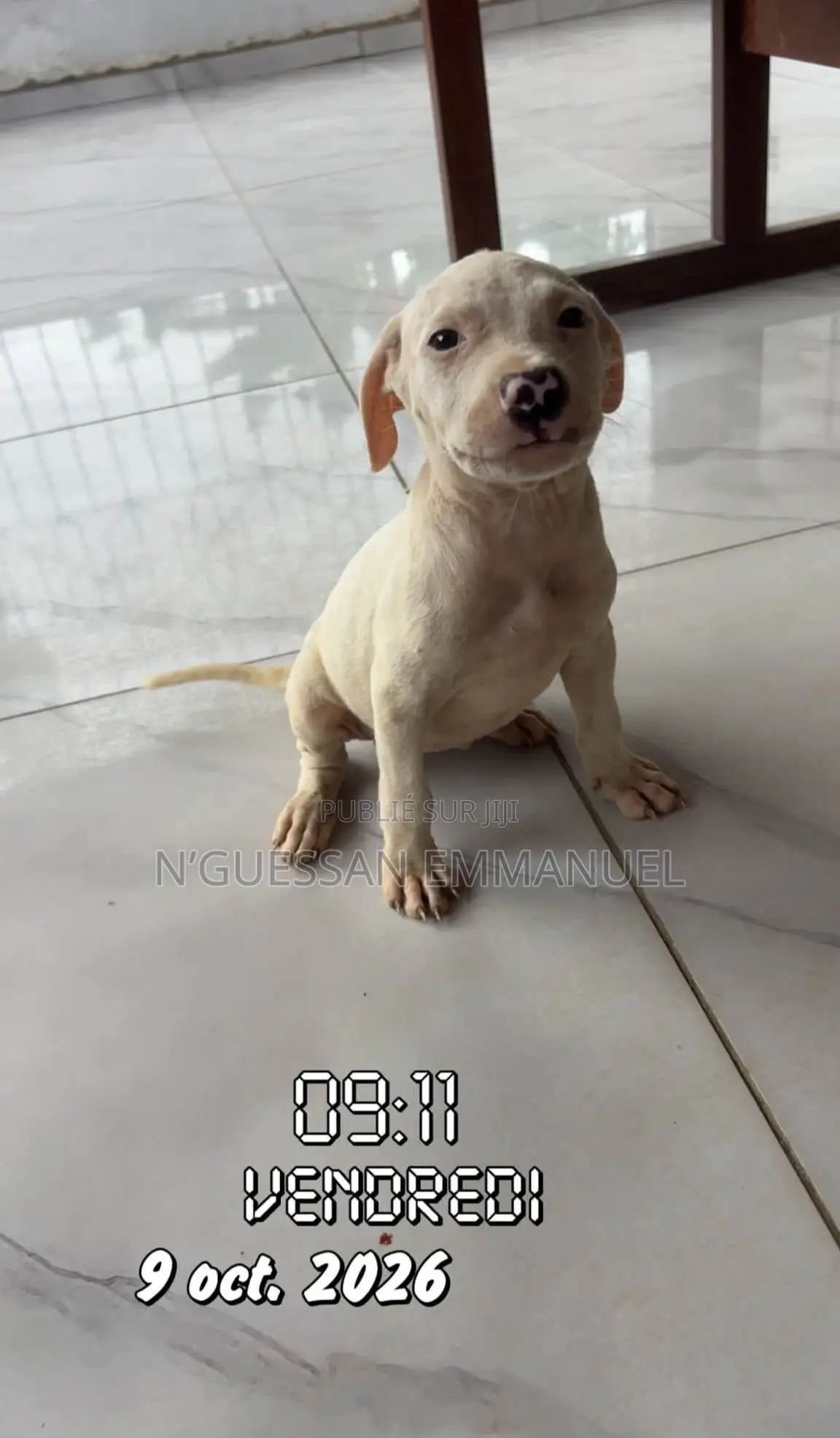 1-3 mois Homme Pure race American Pit Bull Terrier