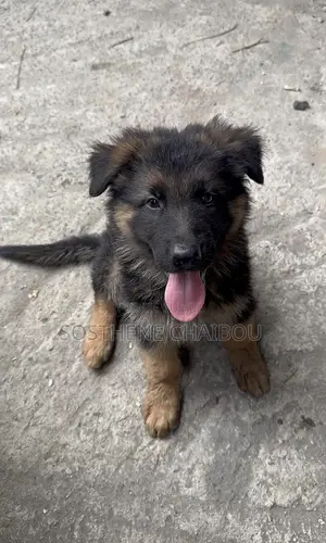 1-3 mois Homme Pure race German Shepherd