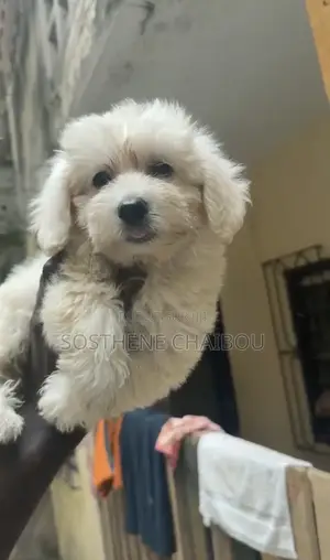 1-3 mois Homme Pure race Bichon Frise