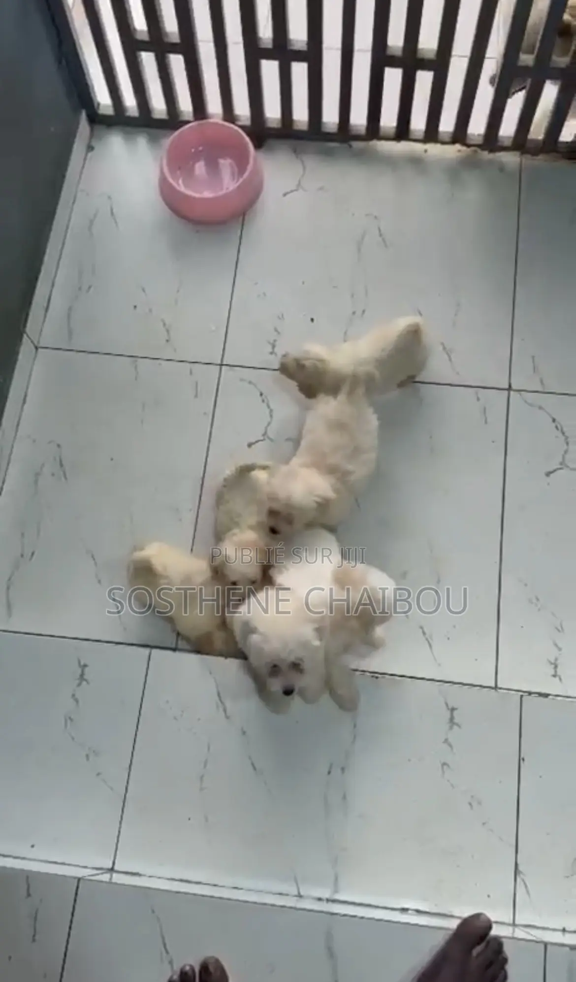 1-3 mois Homme Pure race Bichon Frise