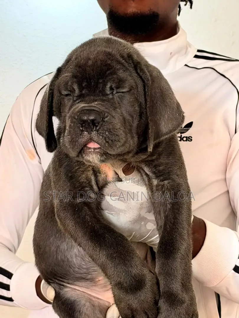 1-3 mois Homme Pure race Cane Corso