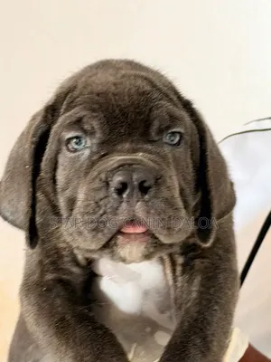 1-3 mois Homme Pure race Cane Corso