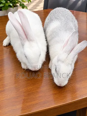 Lapins Disponible