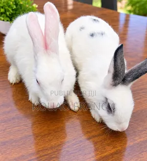 Lapins Disponible