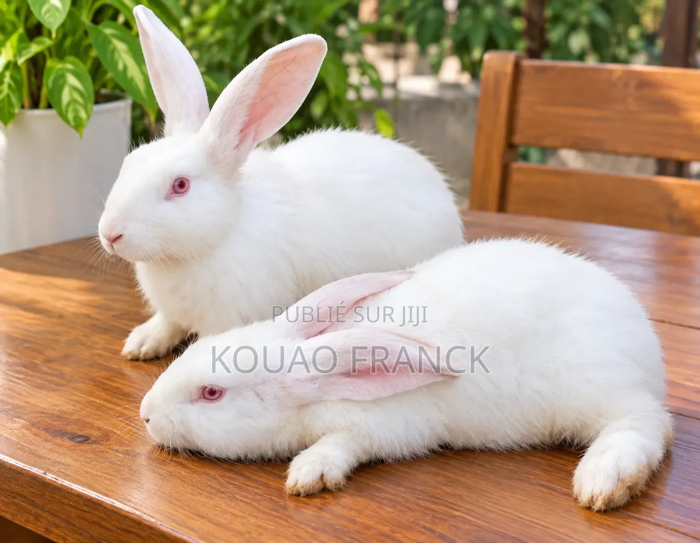 Lapins Disponible