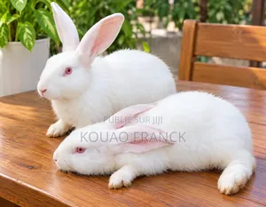 Lapins Disponible