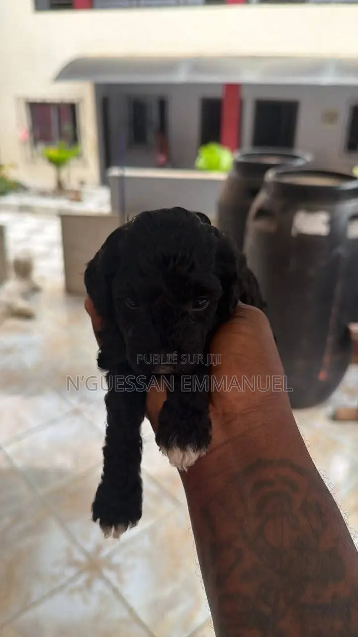 1-3 mois Homme Pure race Bichon Frise