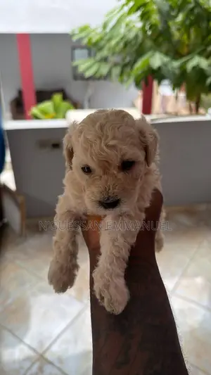 1-3 mois Homme Pure race Bichon Frise