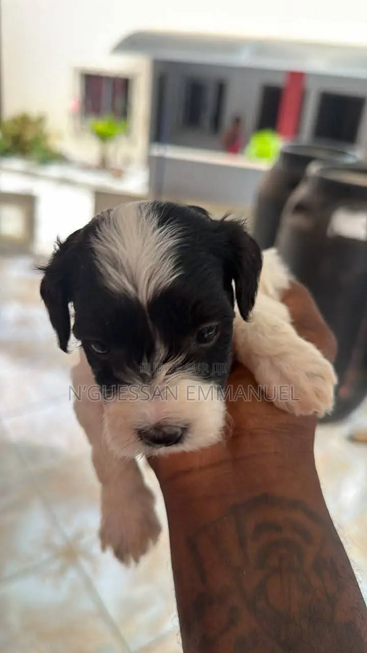 1-3 mois Homme Pure race Bichon Frise