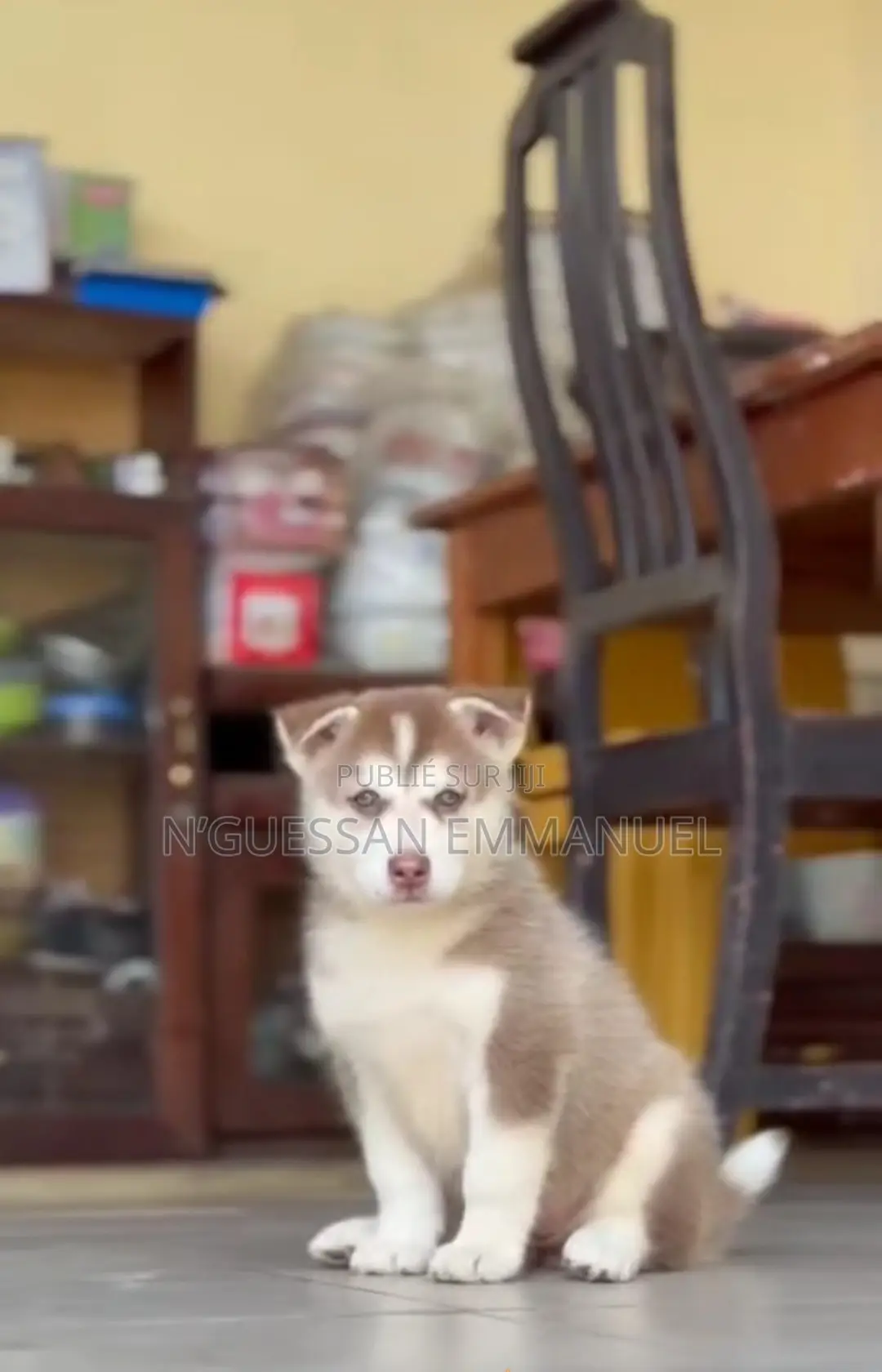 1-3 mois Homme Pure race Siberian Husky