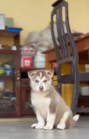 1-3 mois Homme Pure race Siberian Husky