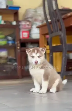 1-3 mois Homme Pure race Siberian Husky