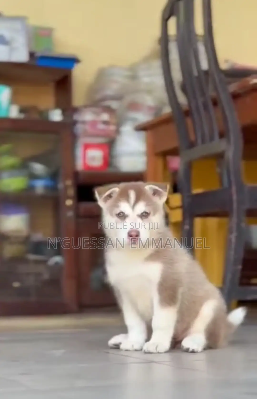 1-3 mois Homme Pure race Siberian Husky